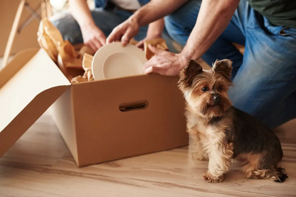 Pet Moving Checklist Essentials